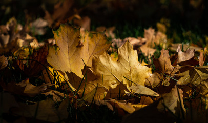 Bright yellow maple's leaves on green grass. Beautiful carpet of fallen leaves in park in sunny day.