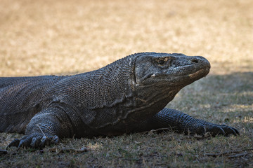 Komodowaran