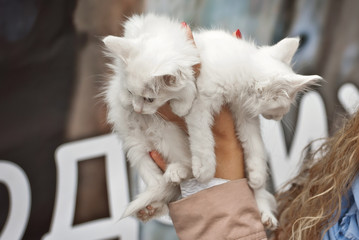 Girl holding two white fluffy kittens in her hands. Woman warms the hands of small homeless animals. Girl in coat sells cats.