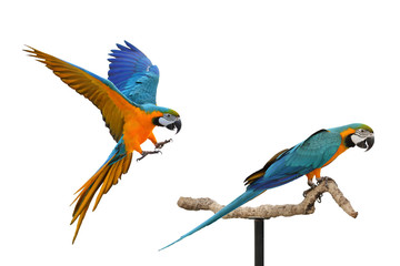 Colorful macaw parrots isolated on white.