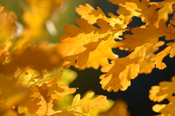 Beautiful colorful leaves in autumn forest. Red, orange, yellow, green and brown autumn leaves. Oak foliage. Seasonal background.