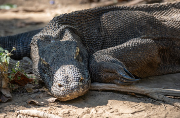 Komodowaran