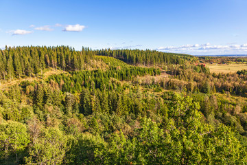 Fototapeta na wymiar Aerial view over a mixed forest at autumn