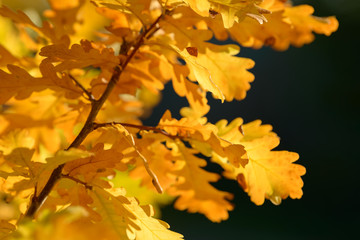 Naklejka na ściany i meble Beautiful colorful leaves in autumn forest. Red, orange, yellow, green and brown autumn leaves. Oak foliage. Seasonal background.