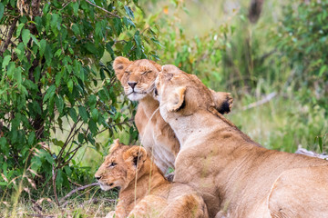 Lion lying and cuddling with their cubs