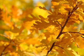 Fototapeta na wymiar Beautiful colorful leaves in autumn forest. Red, orange, yellow, green and brown autumn leaves. Oak foliage. Seasonal background.
