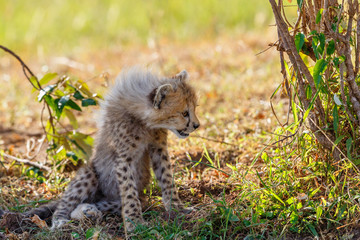 Naklejka na ściany i meble Curious young Cheetah cub in the shade