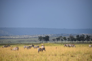 Zebras of the Mara Plains