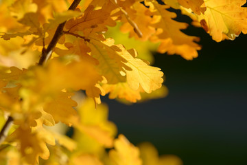 Beautiful colorful leaves in autumn forest. Red, orange, yellow, green and brown autumn leaves. Oak foliage. Seasonal background.