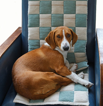 Drever, breed of dog, short-legged scenthound from Sweden used for hunting deer and other game. Dog on comfortable armchair