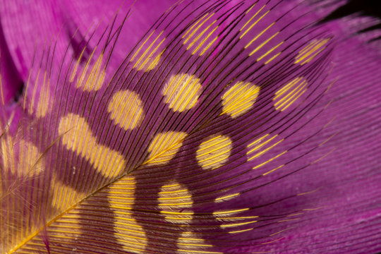 Macro Photo Of A Beautiful Purple Bird Feather