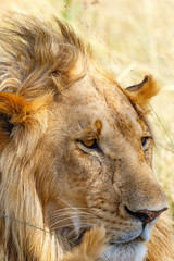 Portrait of a african male lion on the savannah
