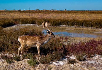 aerial view of deers on the lakeshore, sika deers in the autumn steppe, Herd of deer in autumn steppe aerial, aerial view of deers in the wild