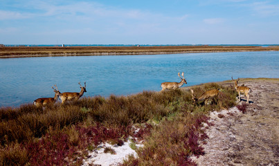 aerial view of deers in shallow water, sika deers in the autumn lake, Herd of deer in autumn steppe aerial, aerial view of deers in the wild