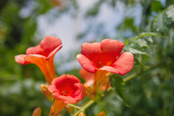 Trumpet vine red flowers close up