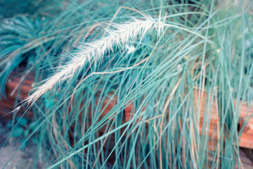 Beatutiful soft gress flower, Mexican flower grass background.