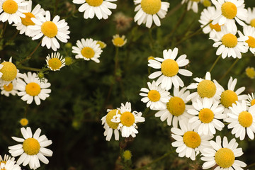 Chamomile flowers growing wild in the countryside