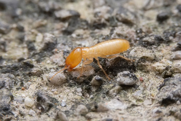 The small termite on decaying timber. The termite on the ground is searching for food to feed the larvae in the cavity.