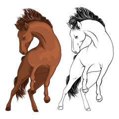 Wild horse. The brown horse kicks. Taming a horse. Vector illustration on white background.