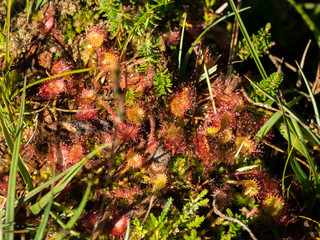 the round-leaved sundew or common sundew (Drosera rotundifolia)