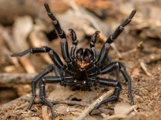 amblyocarenum sp. spider in catalonia