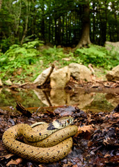 Grass snake (Natrix astreptophora) in habitat