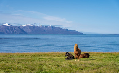 funny iceland ponies with a stylish haircut grazing on a pasture in northern Iceland