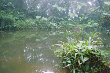 Pequeño lago en el bosque 