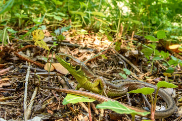 European green lizard (Lacerta bilineata) in nature.