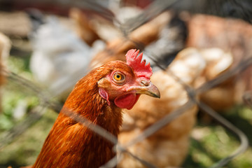 domestic poultry, chickens behind the fence © alexxndr