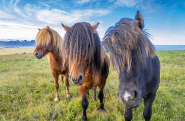 funny iceland ponies with a stylish haircut grazing on a pasture in northern Iceland