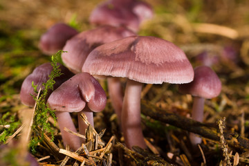 Mycena pura or Lilac Bonnet also known as the Lilac Bellcap a poisonous fungi common in forests