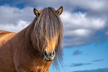 funny iceland ponies with a stylish haircut grazing on a pasture in northern Iceland