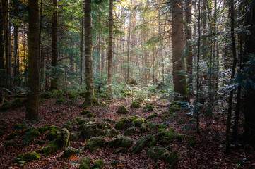 forest in autumn