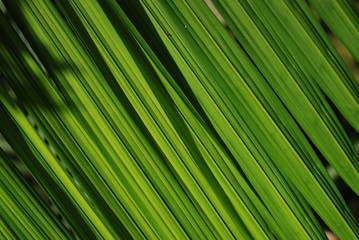 textura de folhas de palmito jussara 