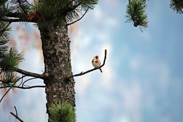 a beautiful goldfinch a songbird perched on a twig from a swiss stone pine or pinus cembra