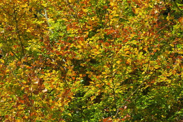 La forêt se pare de son manteau d’automne