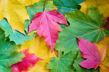 wooden background with autumn colored tree leaves