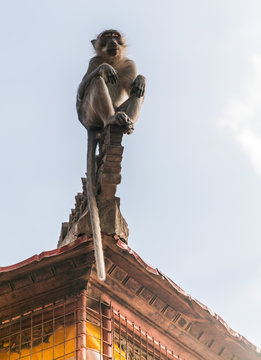 moneky on a building
