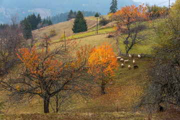 Flock of sheep in autumn nature.