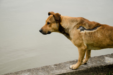 Injured mongrel stray male dog