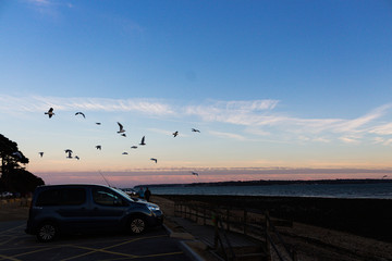Birds at beach 2