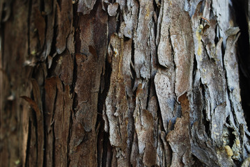 Textura de casca de arvore de pinheiro 