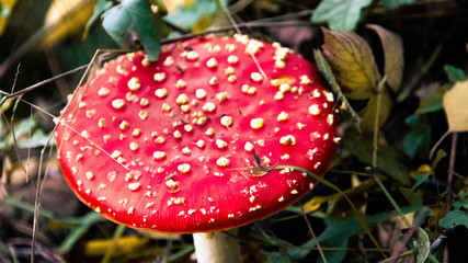Fly Amanita / Roter Fliegenpilz