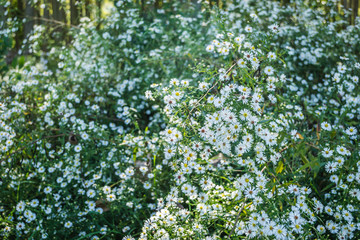 Close-up of common daisy (Bellis perennis) blooming in a meadow in spring.