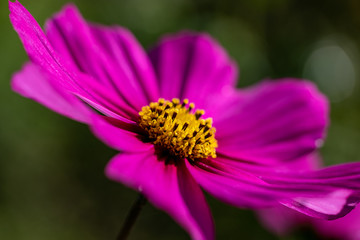 Blümchen in Pink