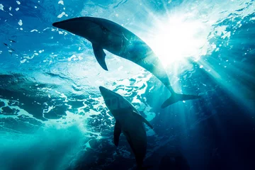 Schilderijen op glas Zwemmen dolfijn silhouet © kazuyami77