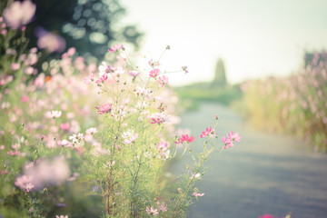 夕方の河川敷とコスモス