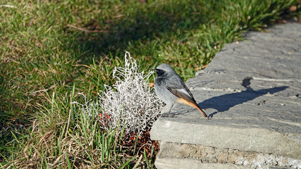 a beautiful black redstart perched on a stone in the garden