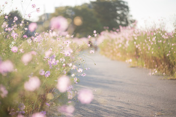 夕方の河川敷とコスモス